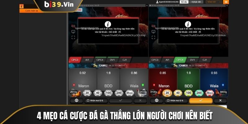 4 mẹo cá cược đá gà thắng lớn người chơi nên biết