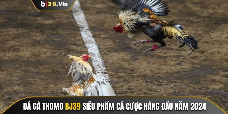 Đá Gà Thomo Bj39 Siêu Phẩm Cá Cược Hàng Đầu