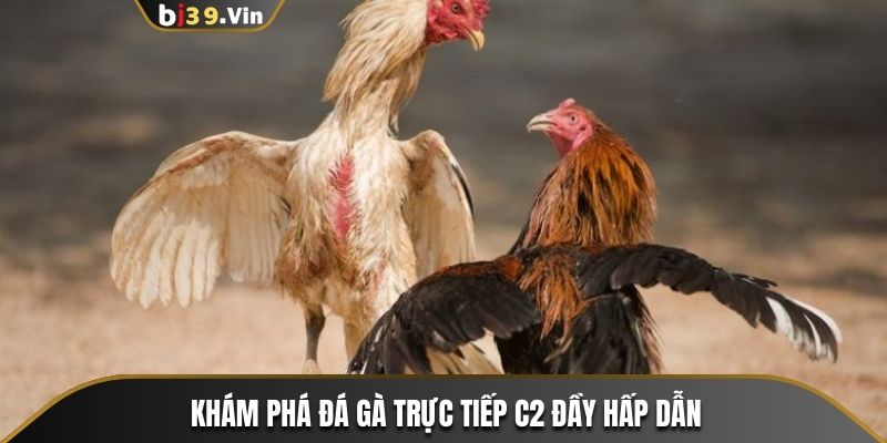 Khám phá đá gà trực tiếp C2 đầy hấp dẫn