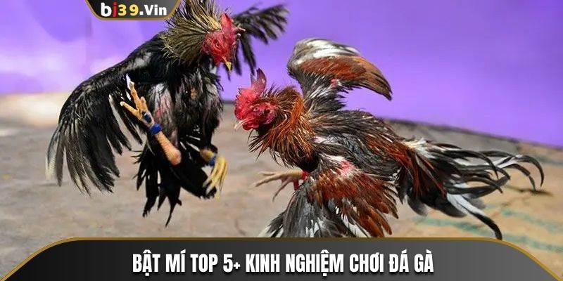 Bật Mí Top 5+ Kinh Nghiệm Chơi Đá Gà Luôn Thắng Từ Chuyên gia