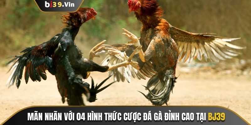 Mãn nhãn với 04 hình thức cược đá gà đỉnh cao tại Bj39