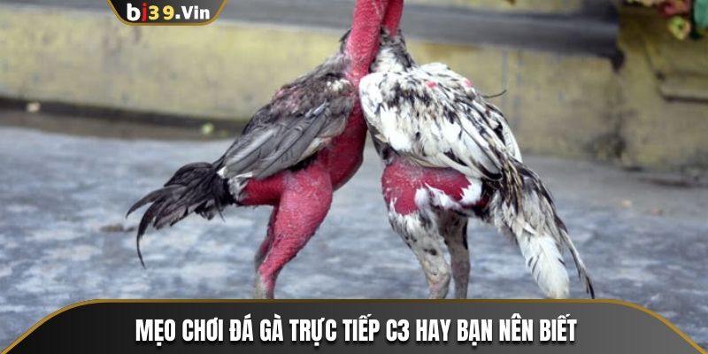 Mẹo chơi đá gà trực tiếp C3 hay bạn nên biết