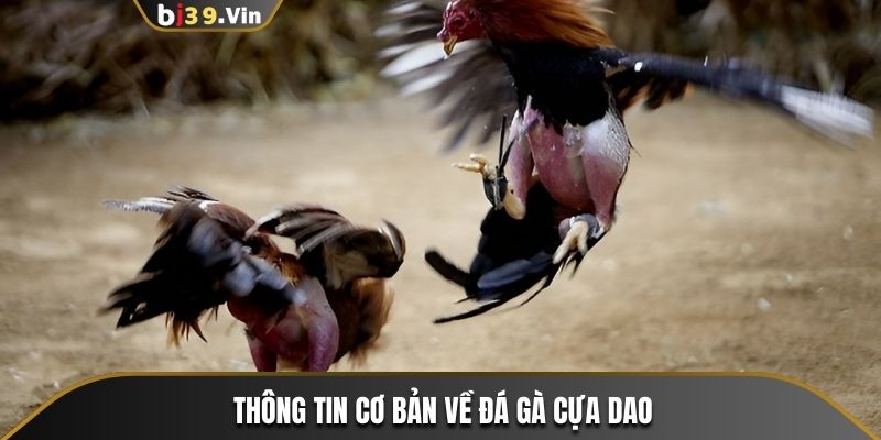 Những nét cơ bản về đá gà cựa dao