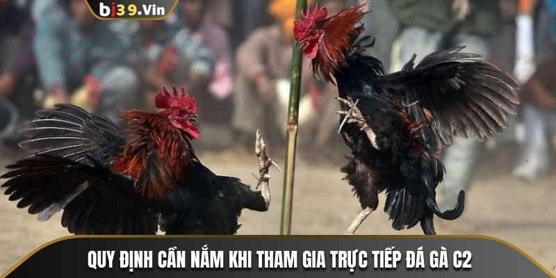 Quy định cần nắm khi tham gia trực tiếp đá gà C2