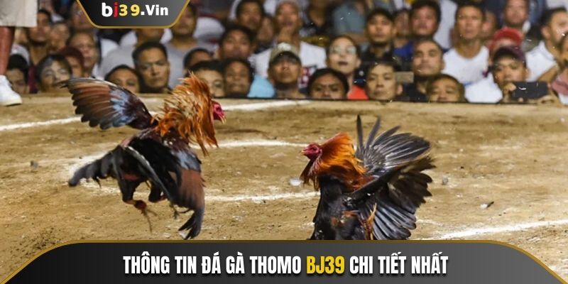 Thông tin đá gà Thomo Bj39 chi tiết nhất